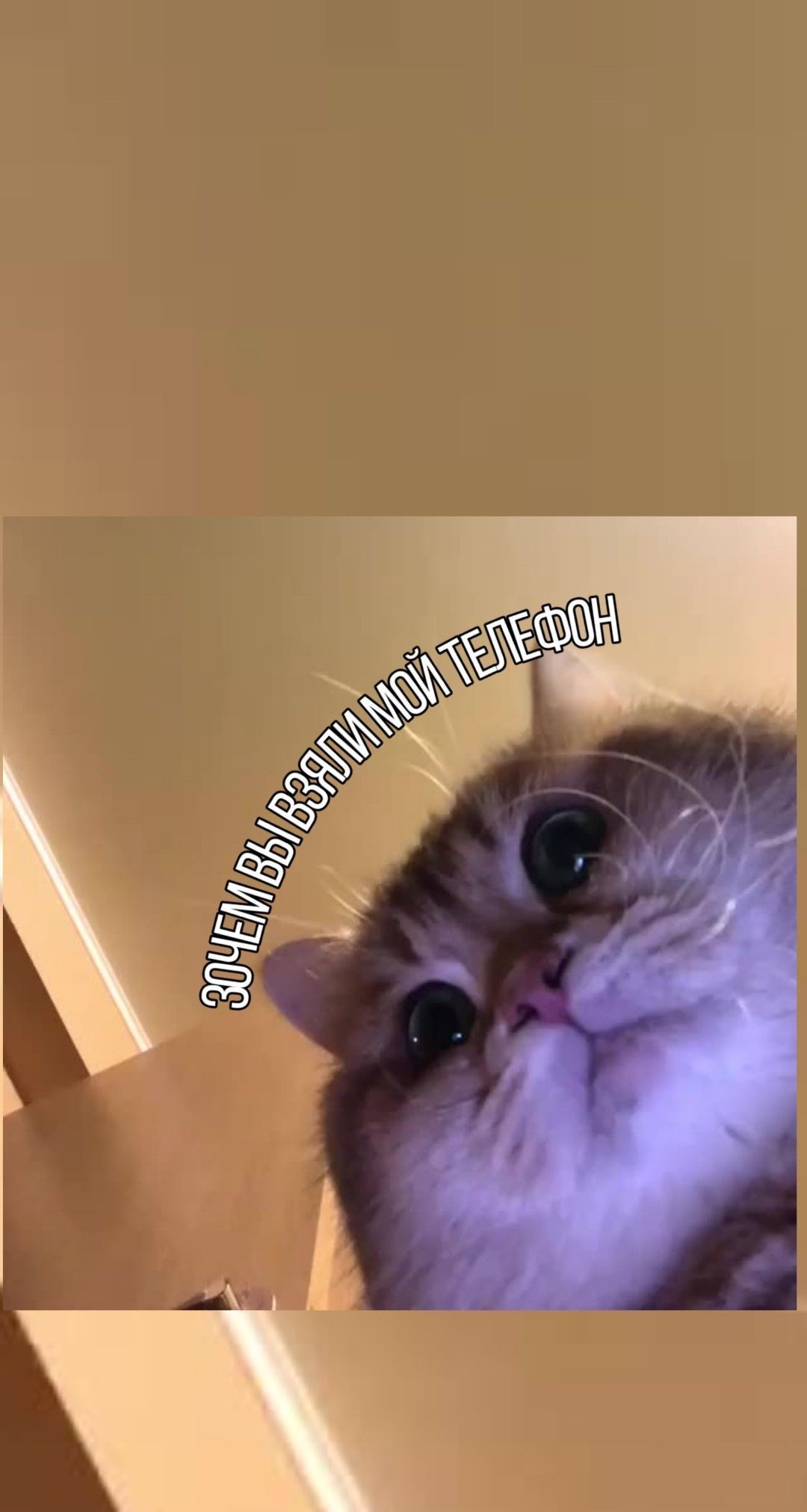 1080x2023  Пин от пользователя -ˏ`ᴛᴏɴʏ ᴍᴏɴᴛᴀɴᴀ ́ˎ- на доске обои | Морды животных,  Милые котики, Смешные морды животных