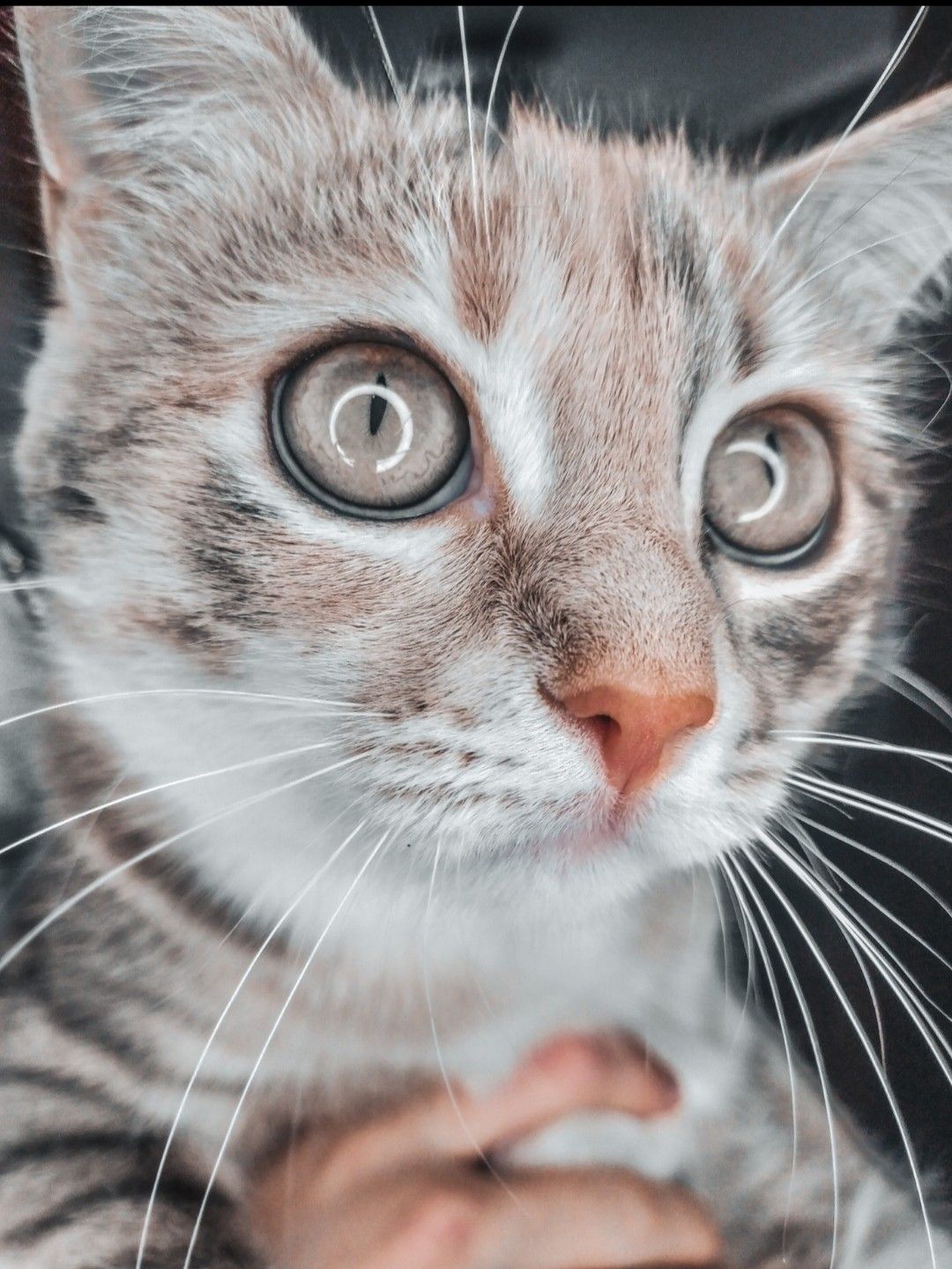 1080x1439  Кошка кот обои на телефон 2022 | Кошки, Кошачьи, Животные