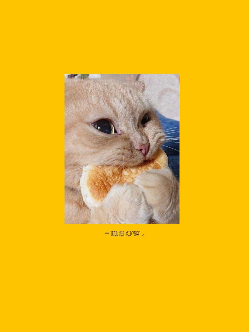 992x1322  i just love cats😂🦋 | Cute cat gif, Cute cats, Baby cats