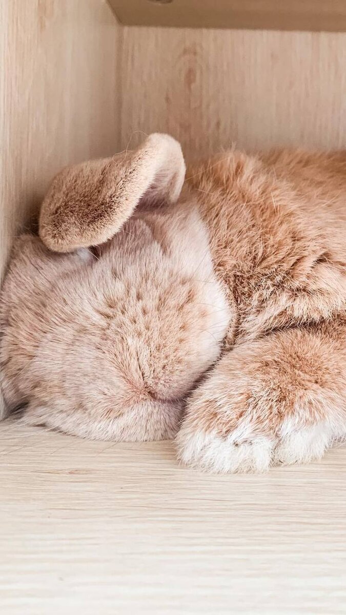 675x1200  Зайки | 🌸Обои, картинки на телефон💮 | Дзен