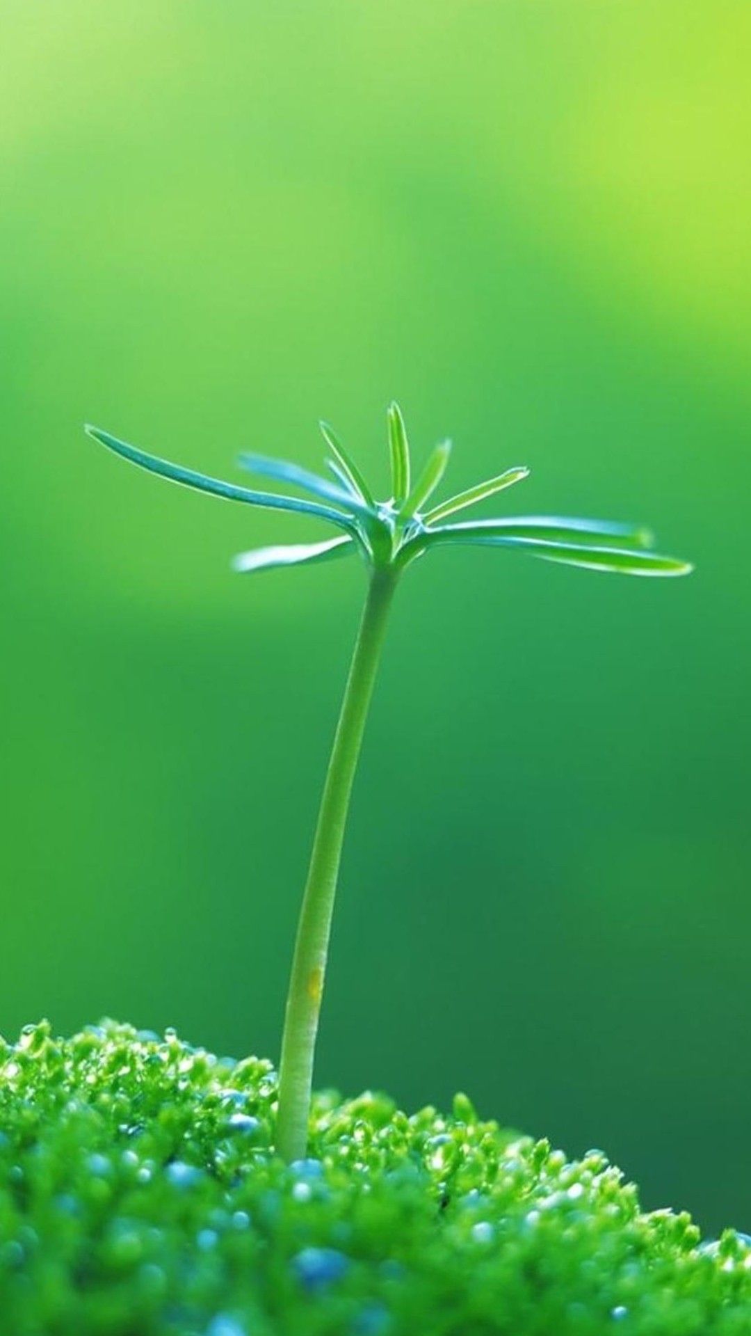 1080x1920  Скачать обои Неоново-зеленый экран | Обои.com