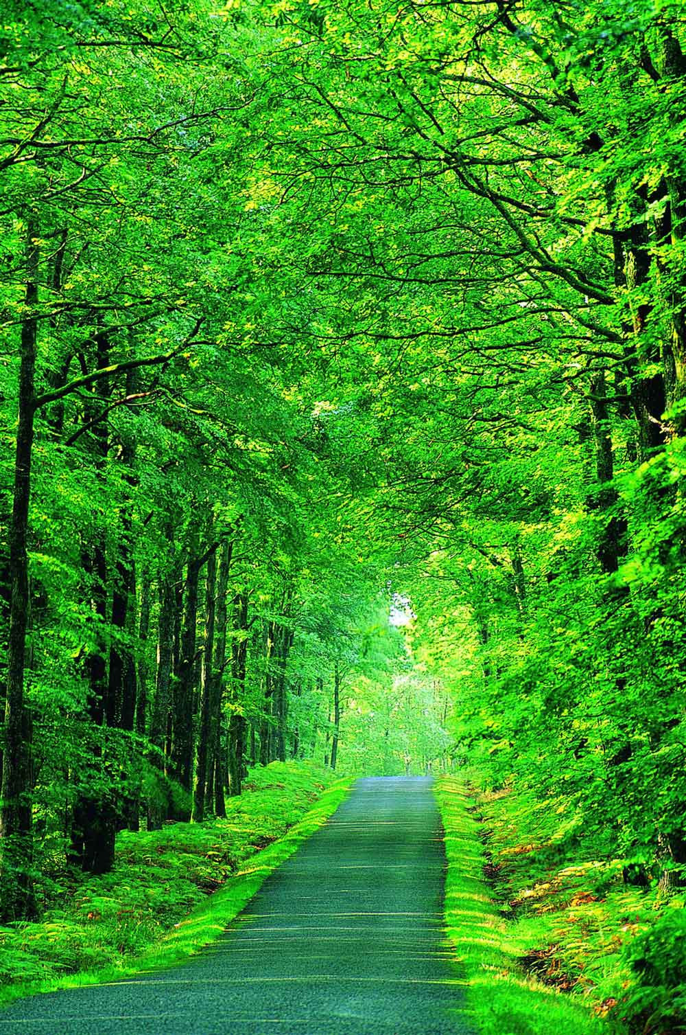 1000x1507  Скачать обои главного экрана «Зеленое боке» | Обои.com