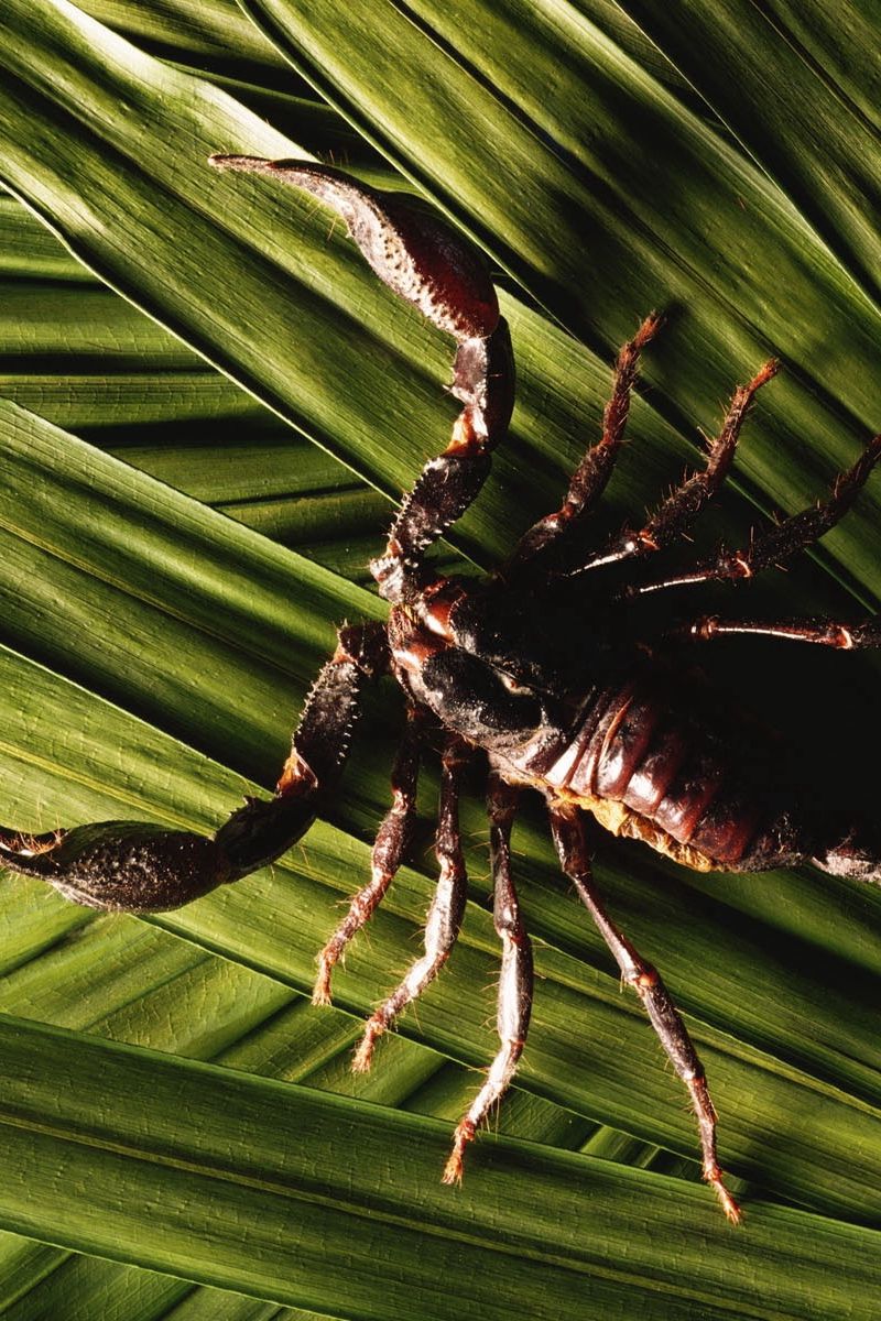 800x1200  Скачать 800x1200 скорпион, листья, растение, клешни, ноги, хвост обои,  картинки iphone 4s/4 for parallax