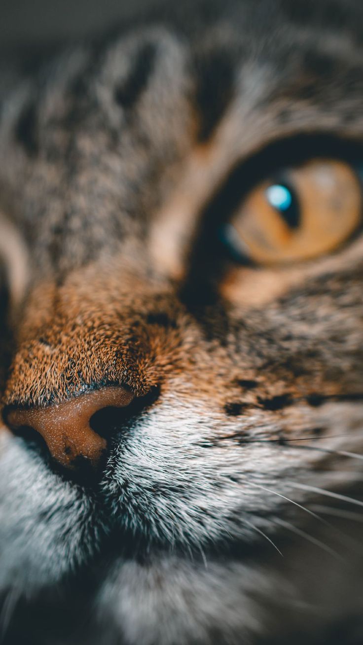 736x1308  Обои на телефон тут пароль живые обои эстетика обои для телефона синие  осенние обои эстетика черные | Cat photo, Grey tabby cats, Cute cats