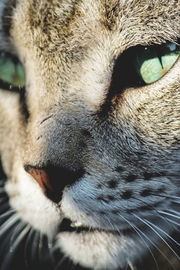 736x1104  Tg:@mir_stories1 канал для ценителей эстетики обои на телефон кошка котик  котенок кот в 2023 г | Фоны для iphone, Силуэт, Котенок