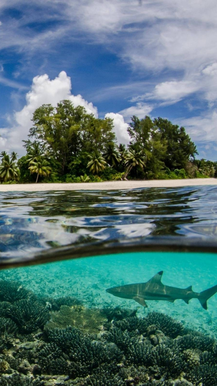 750x1334  Сейшельские острова обои на iPhone 6, 6S, 7, 8, лучшие 750x1334 картинки |  Akspic