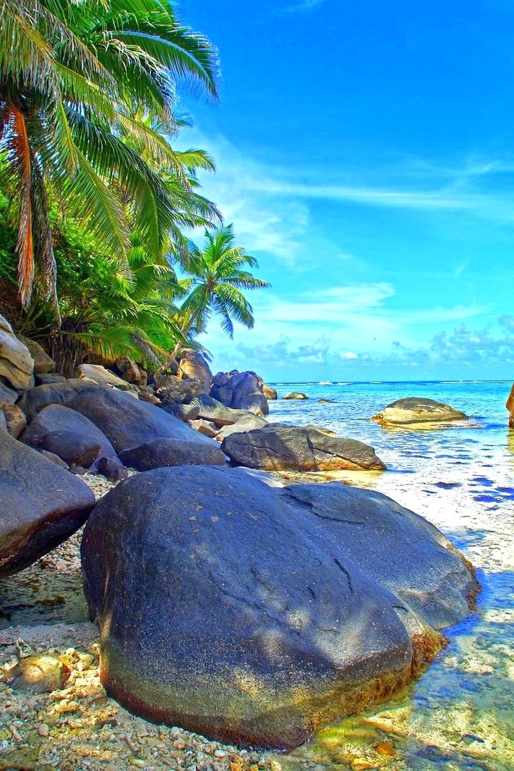 736x1105  Обои на айфон экзотика (41 фото) » Фоны и обои для рабочего стола. Картинки  для заставки на телефон