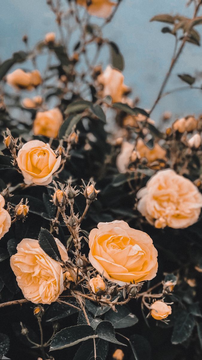 675x1200  Обои на телефон | Цветочные фоны, Осенние картинки, Визитки фотографа