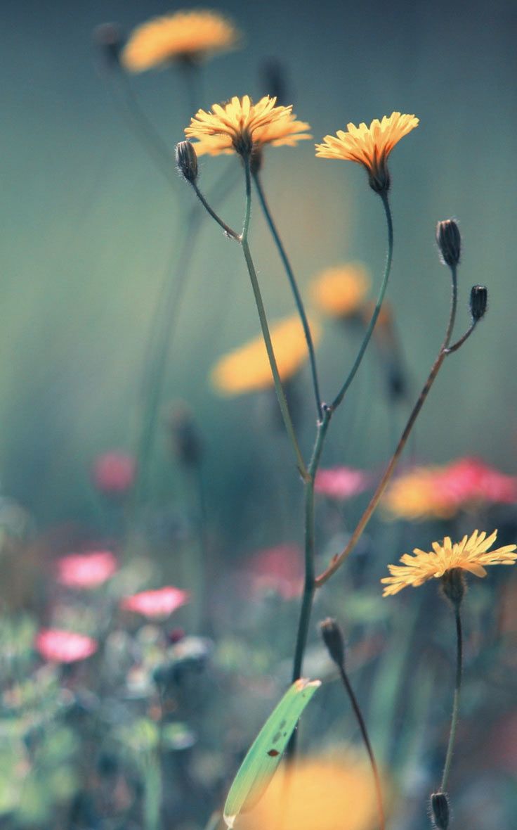 736x1180  vf26-ткань-текстура-золотой узор - Papers.co