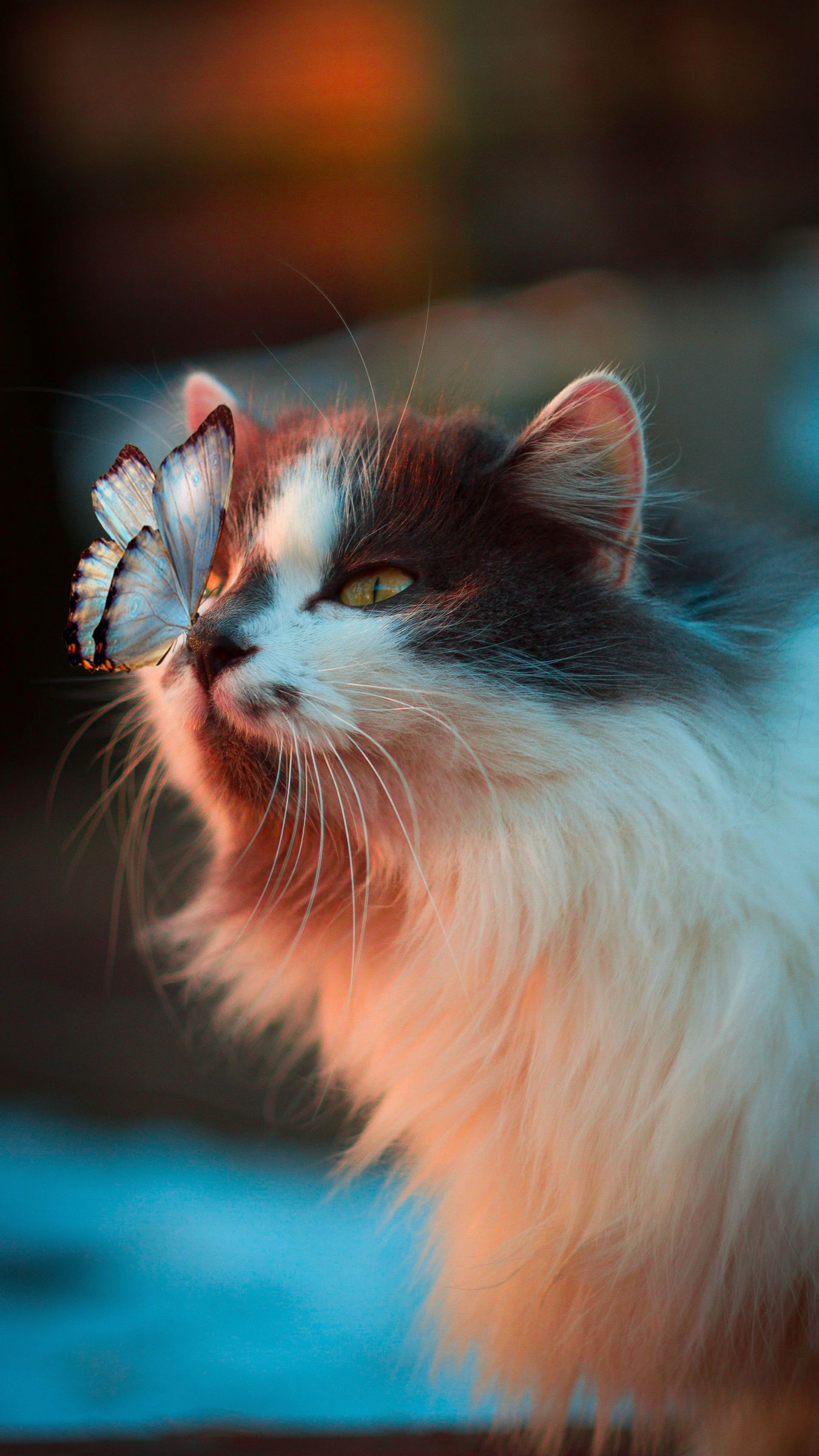 1350x2400  Скачать 1350x2400 кот, бабочка, нежность, пушистый обои, картинки iphone  8+/7+/6s+/6+ for parallax