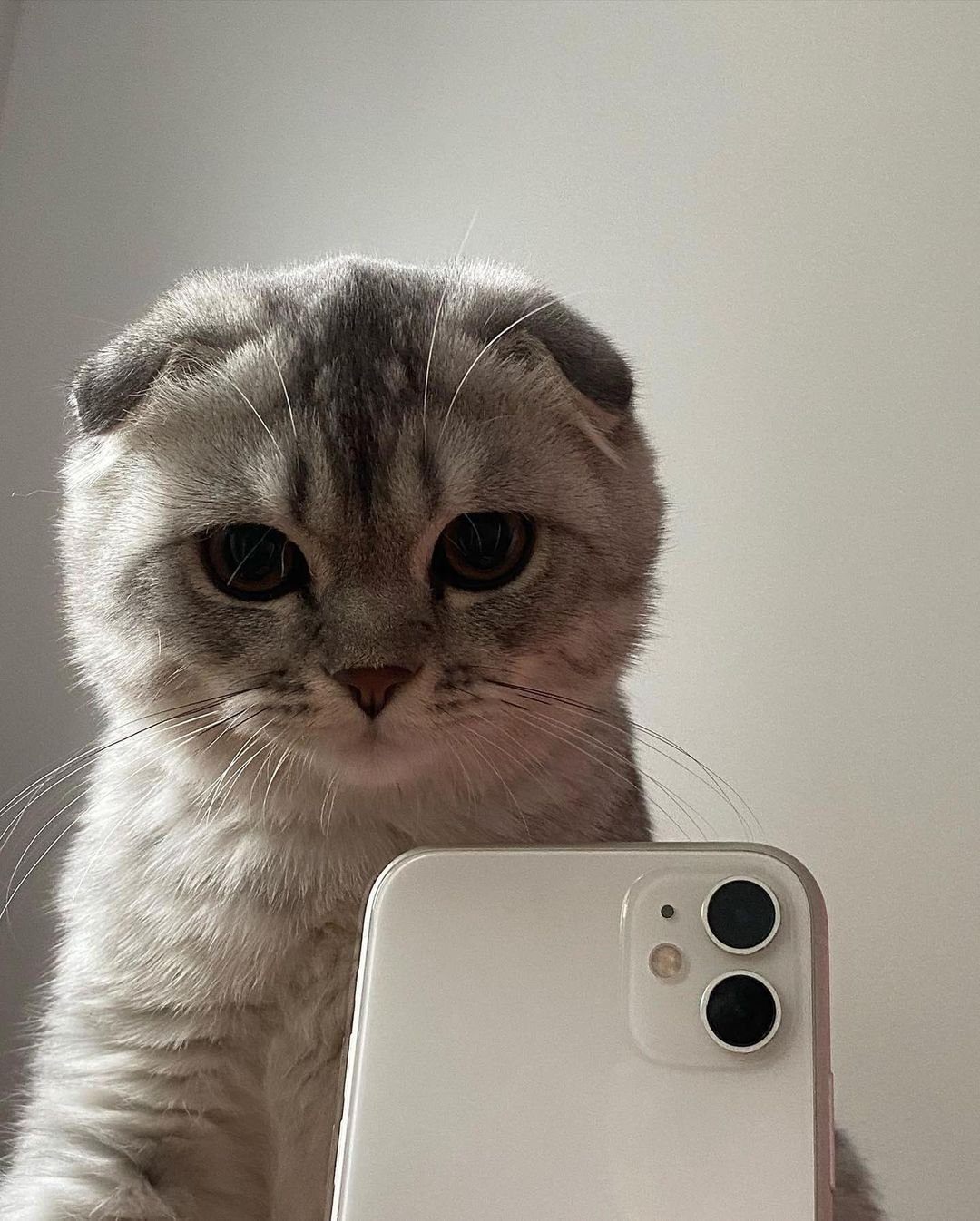 1080x1346  Котик с айфоном картинки - 68 фото