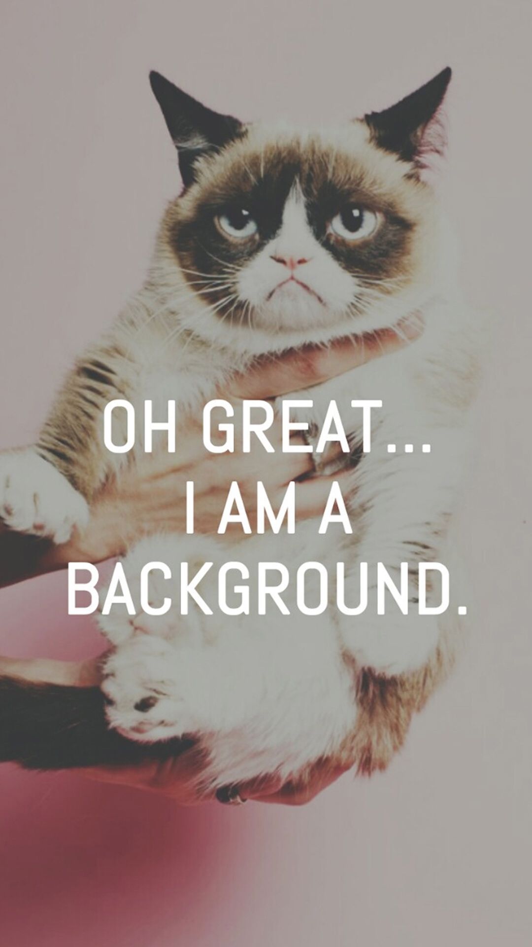 1080x1920  19+ Сердитый Кот обои на телефон от gefimova