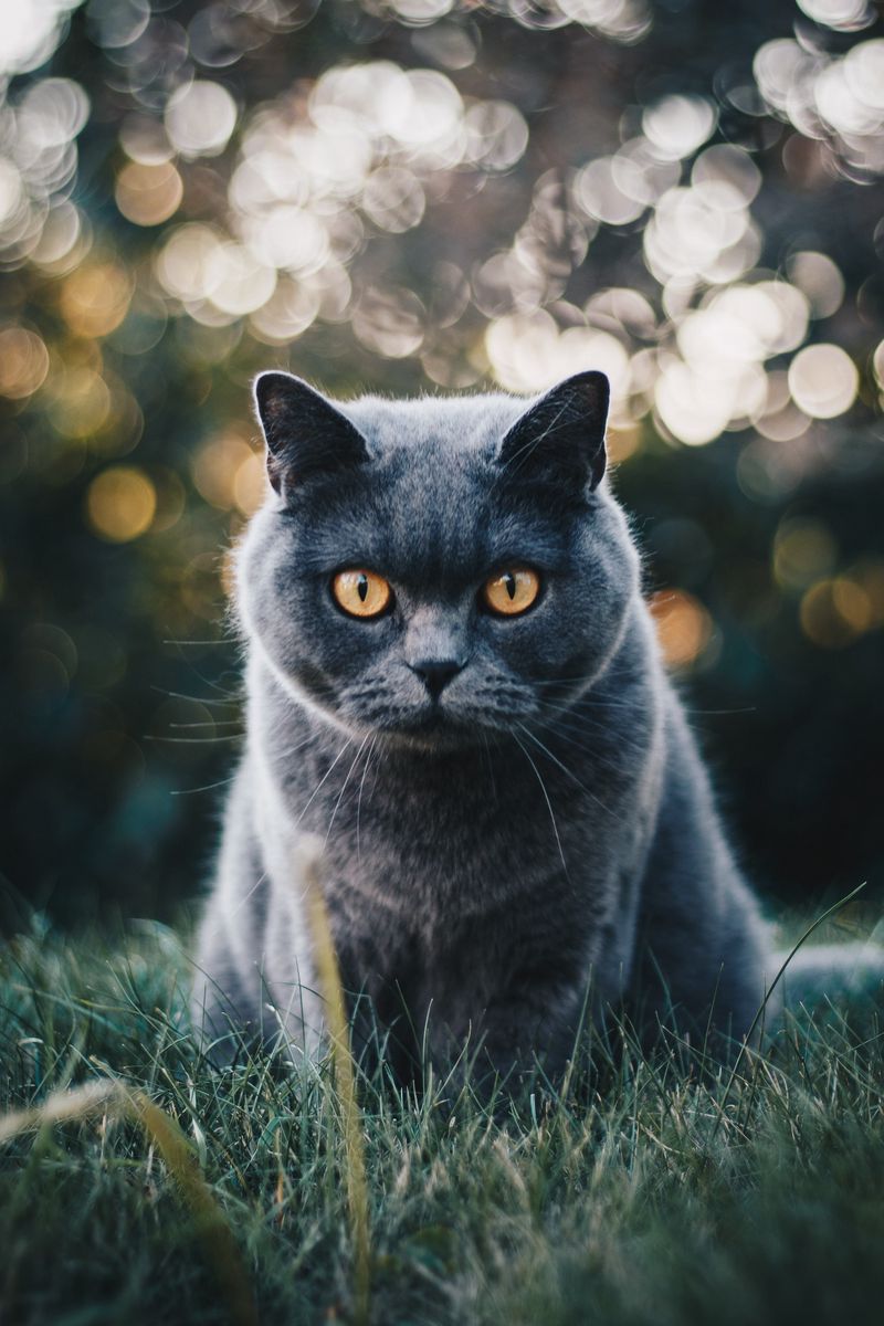 800x1200  Скачать 800x1200 кот, британец, блики, взгляд обои, картинки iphone 4s/4  for parallax