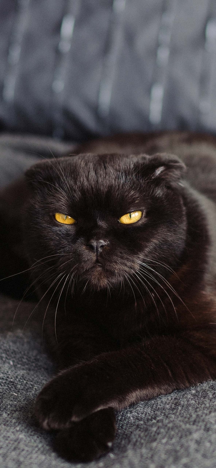 700x1517  Black Lives Matter: истории из жизни, советы, новости, юмор и картинки —  Все посты | Пикабу