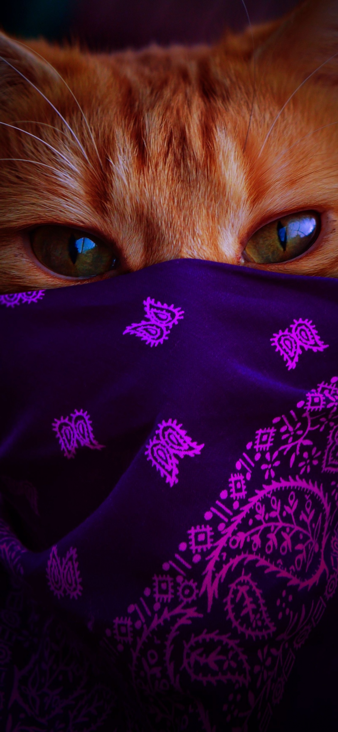 1125x2436  Обои кошка в платке 2021-01, бакенбарды, голова, кот, глаз для iPhone X /  XS бесплатно, заставка 1125x2436 - скачать картинки и фото