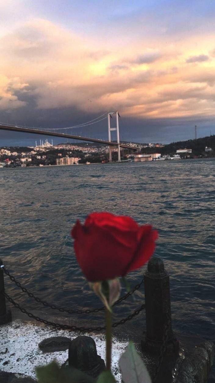 705x1253  Стамбул ТУРЦИЯ | Стамбульская фотография индейки, Стамбул, Стамбульская фотография