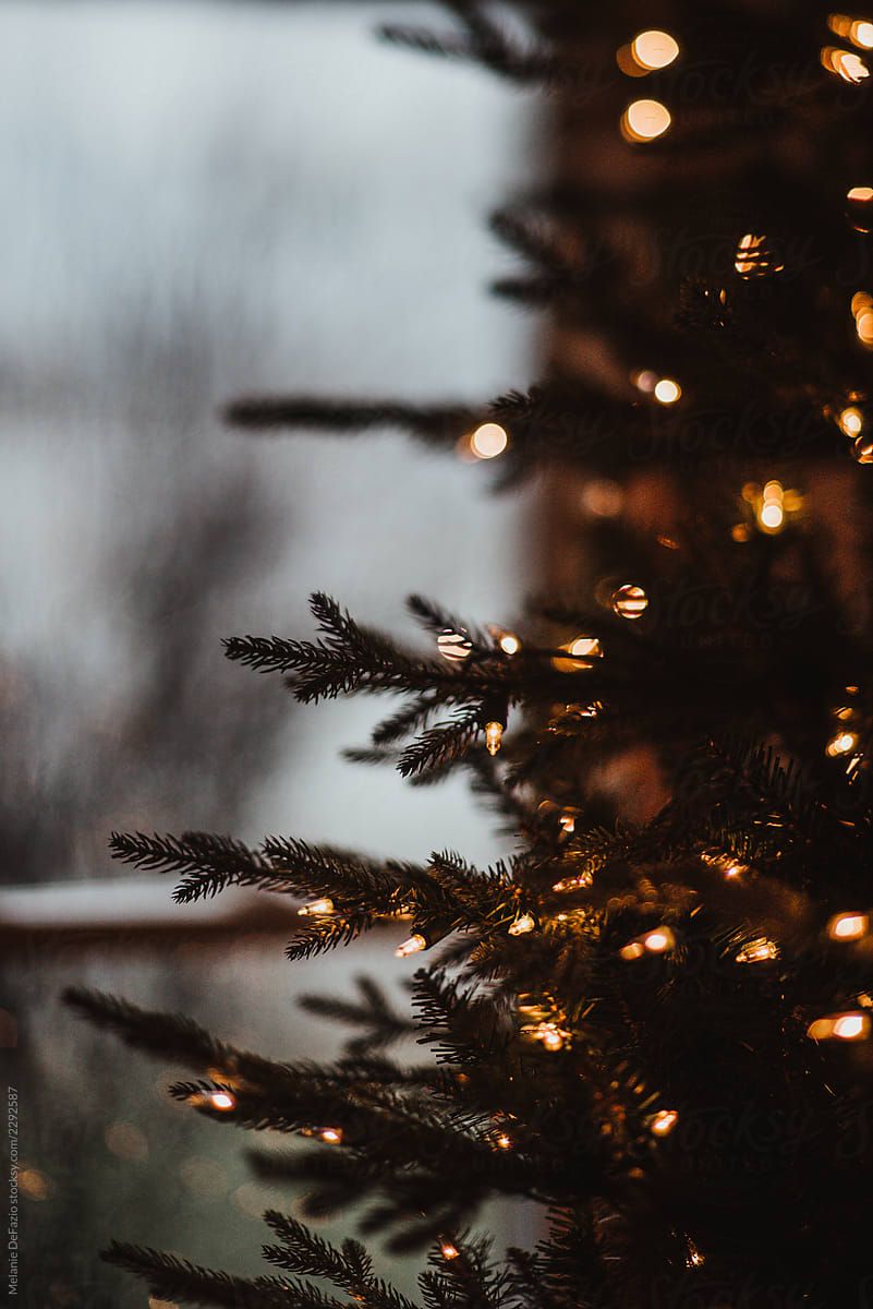 801x1200  Christmas tree by Melanie DeFazio for Stocksy United | Christmas tree  wallpaper Christmas photography Christmas phone wallpaper