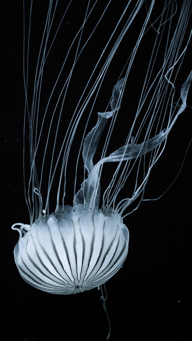 800x1422  Manowar / Hell on Earth I / Обложка альбома / 2001, объединенный тур Manowar Warriors of the World HD обои для телефона | Pxfuel