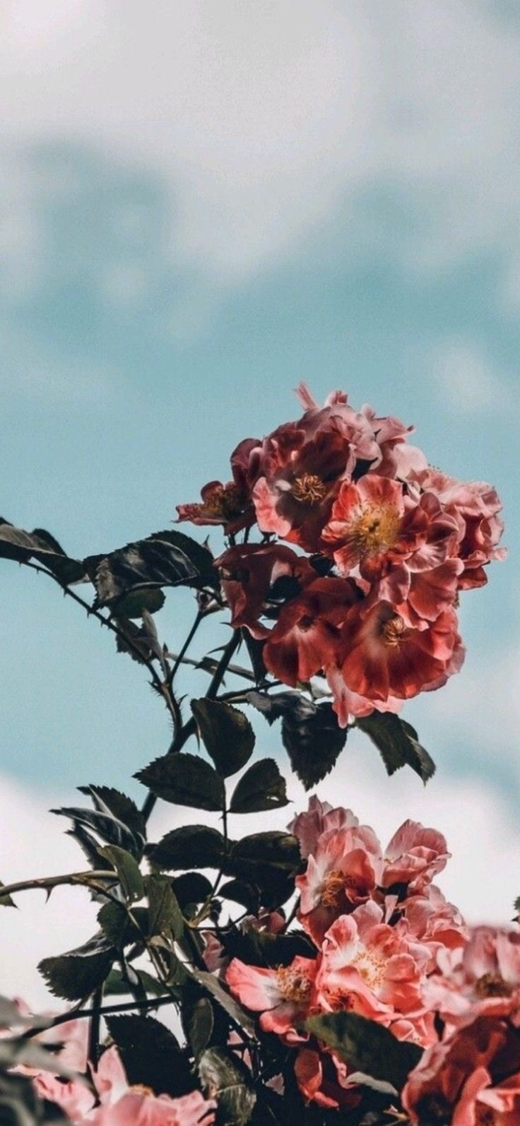 736x1594  Экраны блокировки | Обои для iphone pinterest, Красивые обои для iphone, Красивые обои