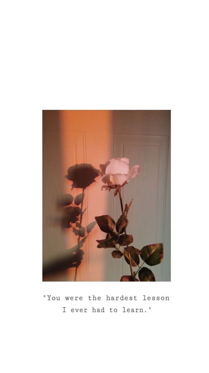 736x1309  freetoedit #pink #rose #flower #quite #quites #wallpaper #wallpapers # backgrounds #background #c… в 2023 году | Обои цитаты для iphone, Обои Tumblr, Обои для смартфона