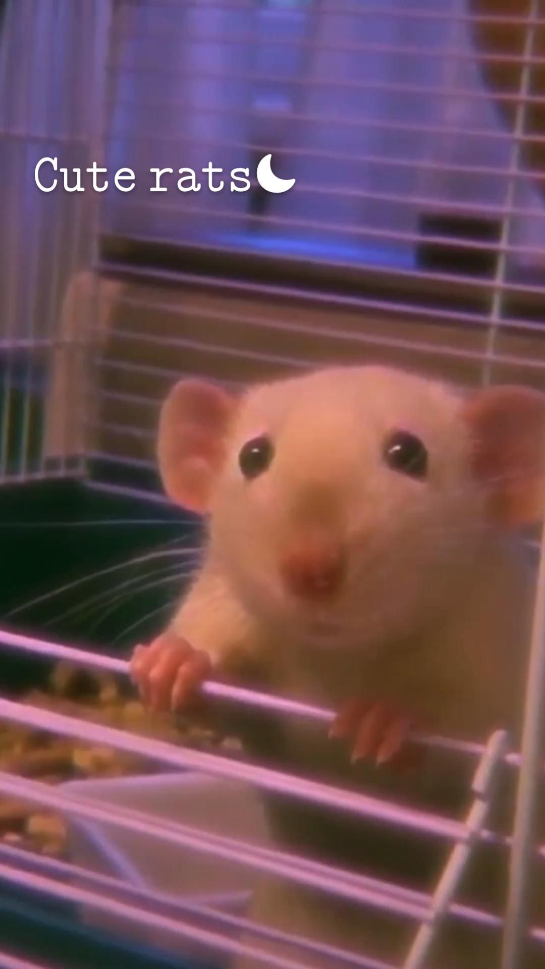 1080x1920  Крысиные детеныши, лысые, милые, новорожденные, крысы, уродливые, HD обои для телефона | Пикпикселей