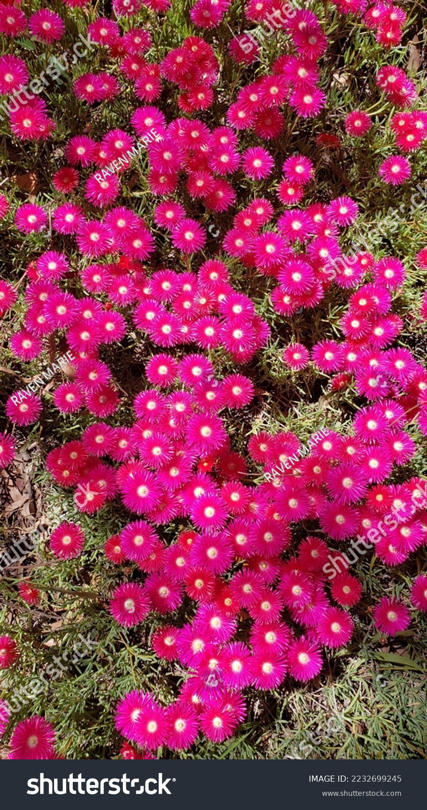 845x1600  Matrix Resurrections Red Pill Blue Pill 4K Phone Wallpaper #6751b