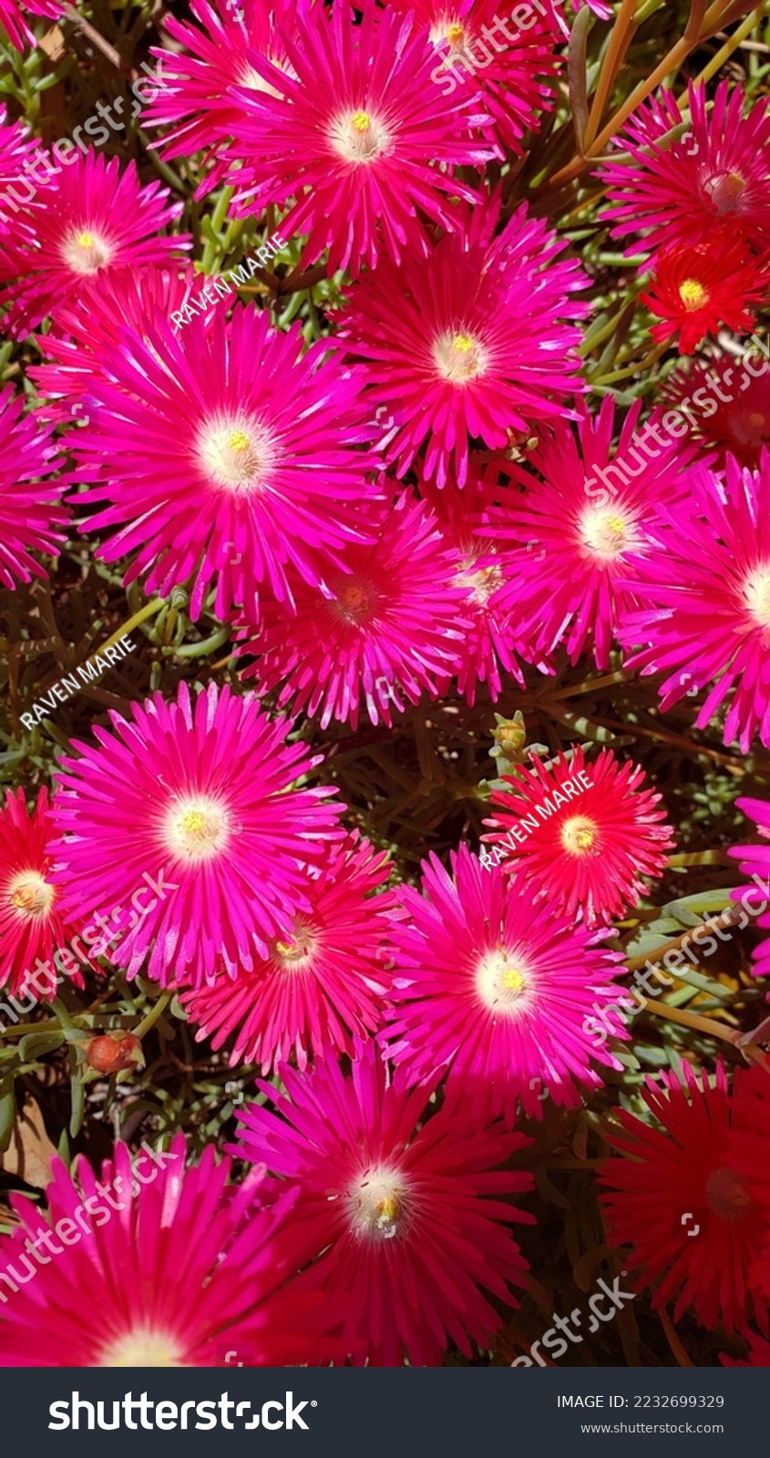 845x1600  Обзор Agave: весна 2022 года от Agave Review - Issuu