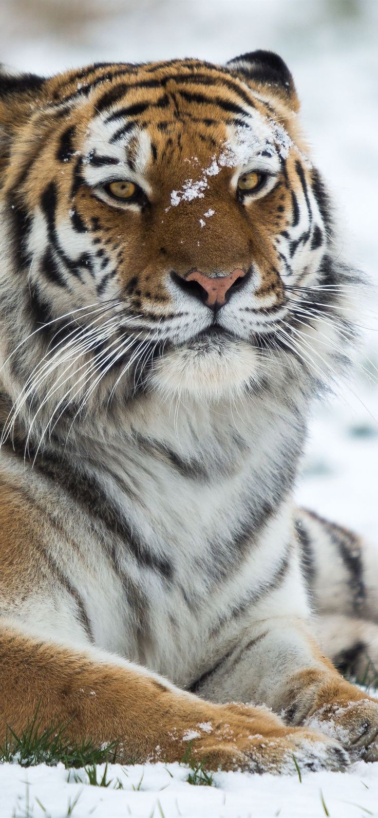 736x1592  Тигр iPhone Wallpaper 4K — Обои для iPhone: Обои для iPhone в 2023 году | Tiger Wallpaper iphone, Обои для iPhone, Изображения тигра