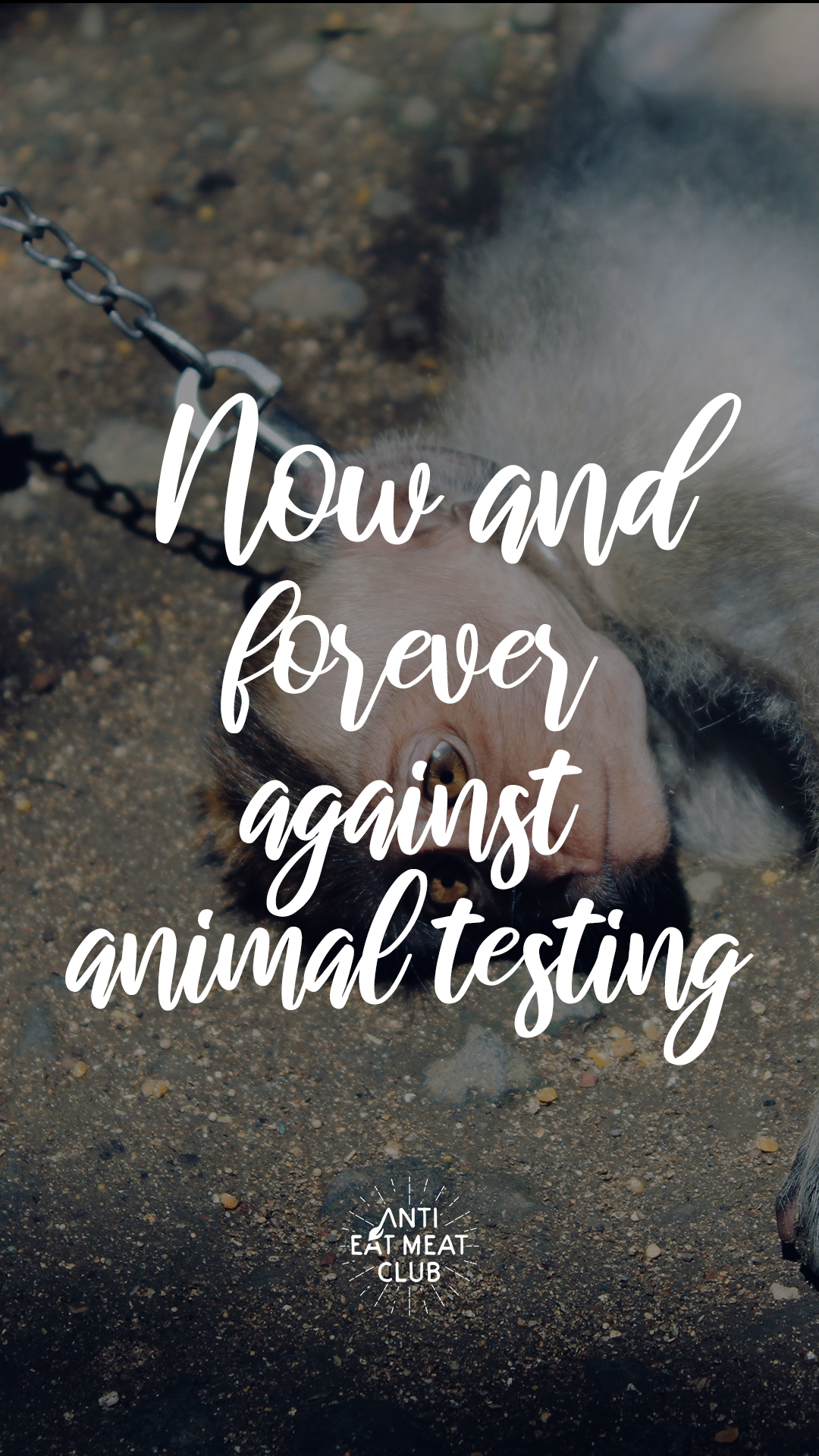 1080x1920  Мотивационные обои // 02 — Корм ​​для кроликов для моих кроличьих зубов | Обои для iPhone: Фитнес-мотивация, Фитнес-мотивационные обои, Мотивационные обои