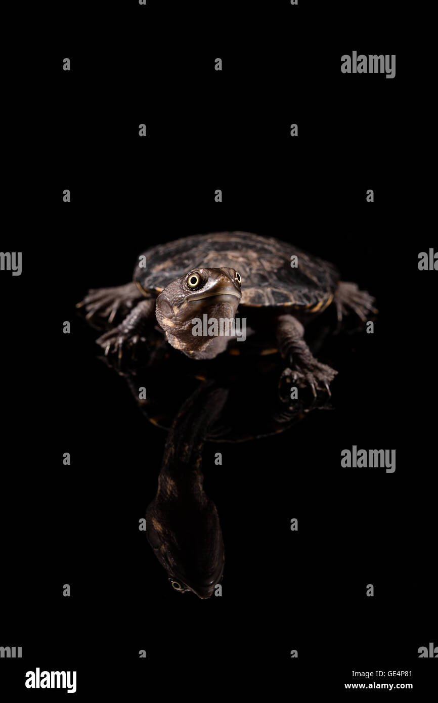 866x1390  Восточная длинношеая черепаха: стоковые фотографии и изображения в высоком разрешении — Alamy