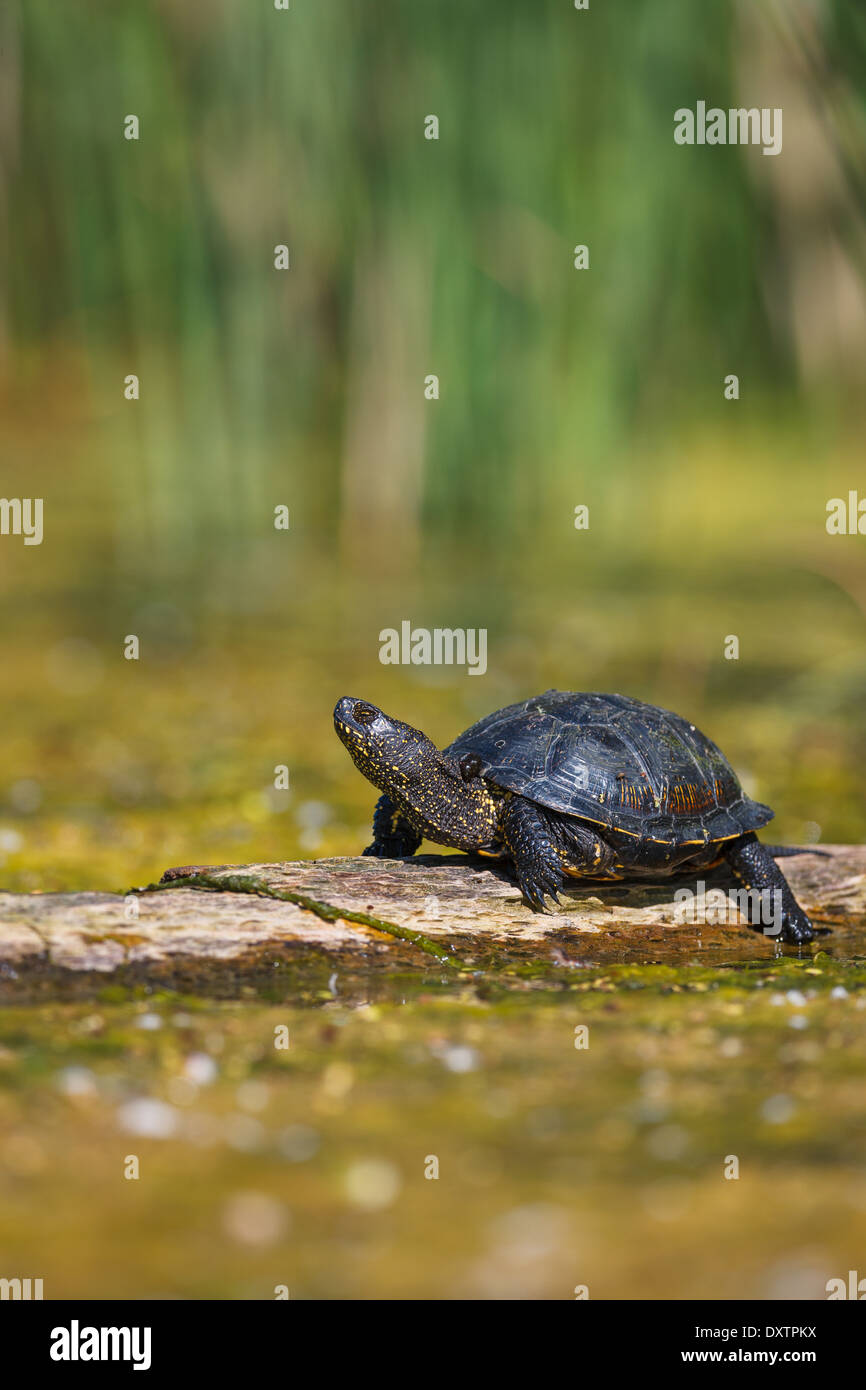 866x1390  Грязевые черепахи: стоковые фотографии и изображения в высоком разрешении - Страница 3 - Alamy