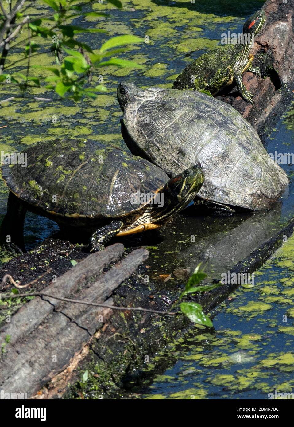 958x1390  Грязевые черепахи: стоковые фотографии и изображения в высоком разрешении - Страница 3 - Alamy