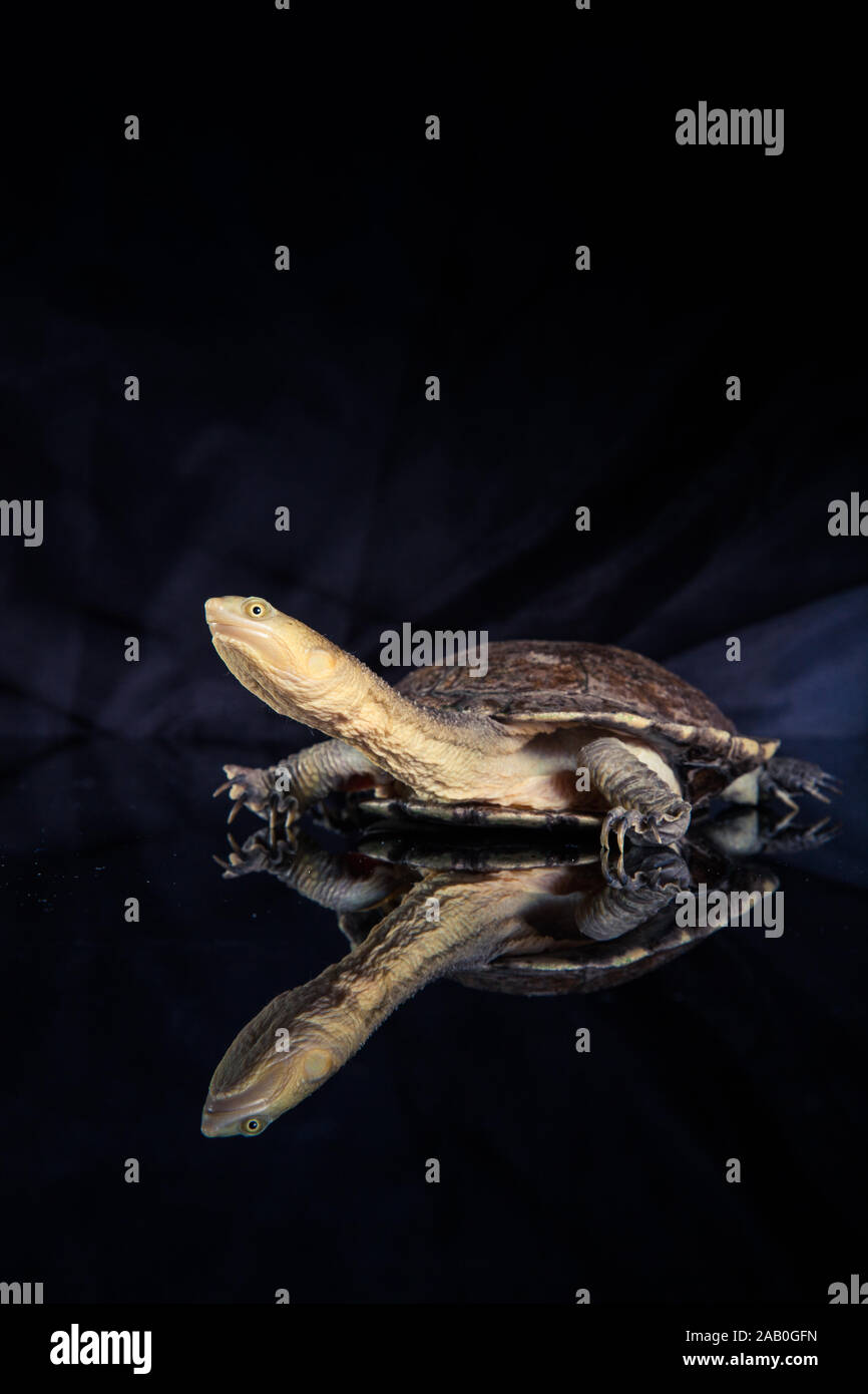 866x1390  Восточная длинношеая черепаха: стоковые фотографии и изображения в высоком разрешении — Alamy