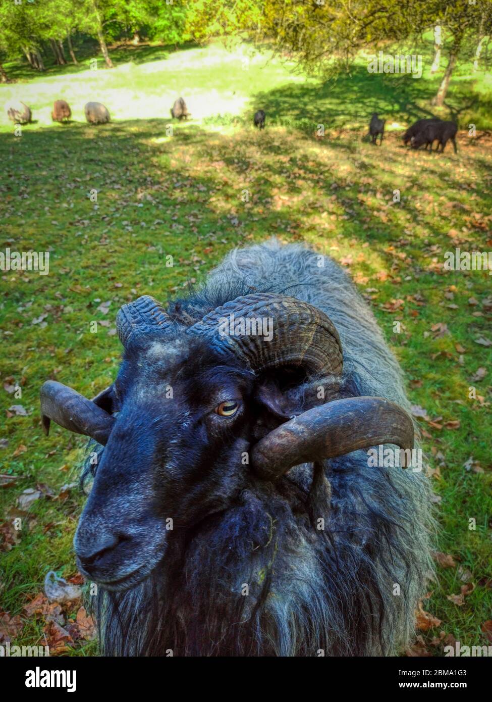 975x1390  Болотная черепаха: стоковые фотографии и изображения в высоком разрешении - Страница 2 - Alamy