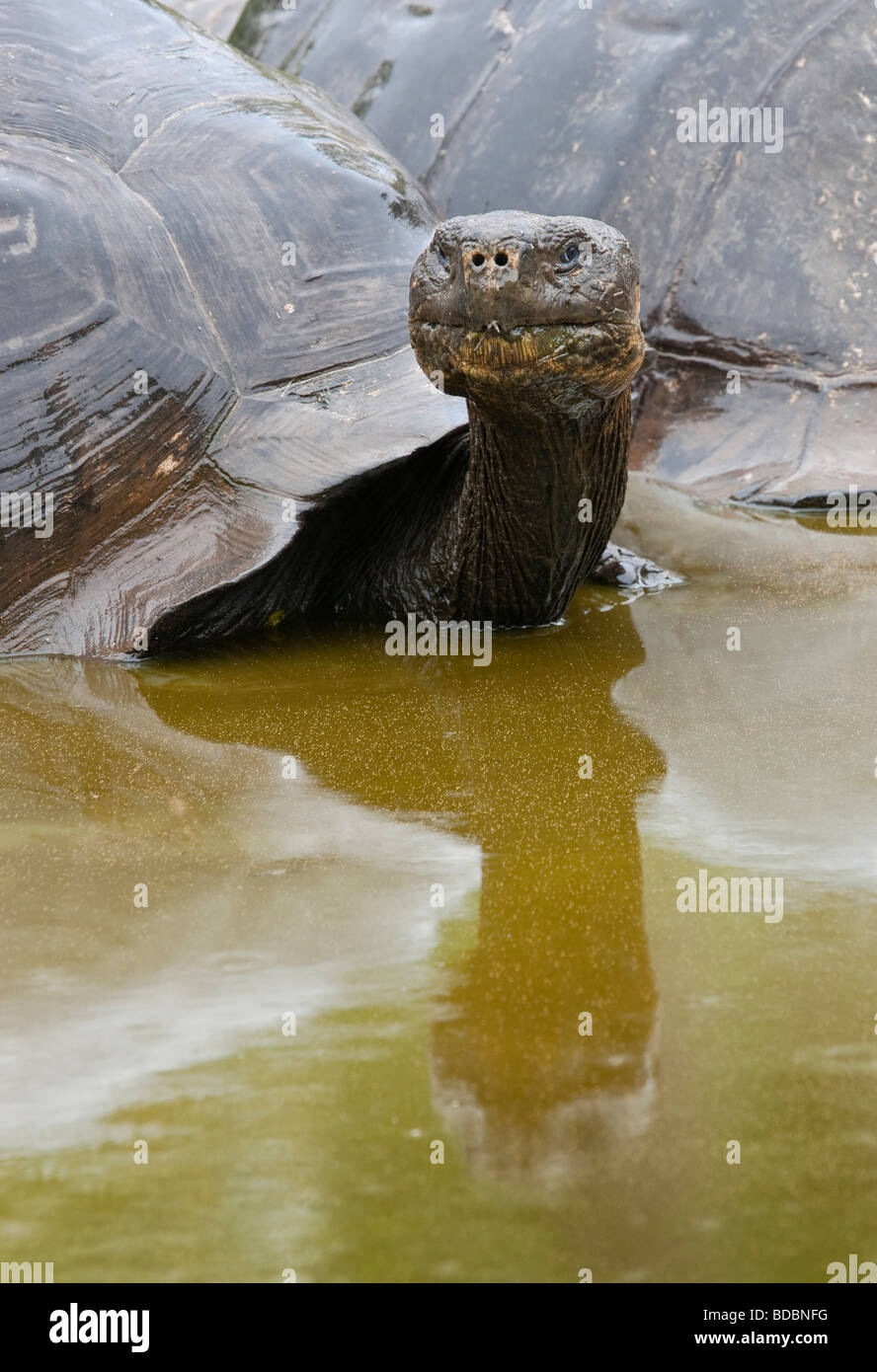 888x1390  Грязевые черепахи: стоковые фотографии и изображения в высоком разрешении - Страница 3 - Alamy