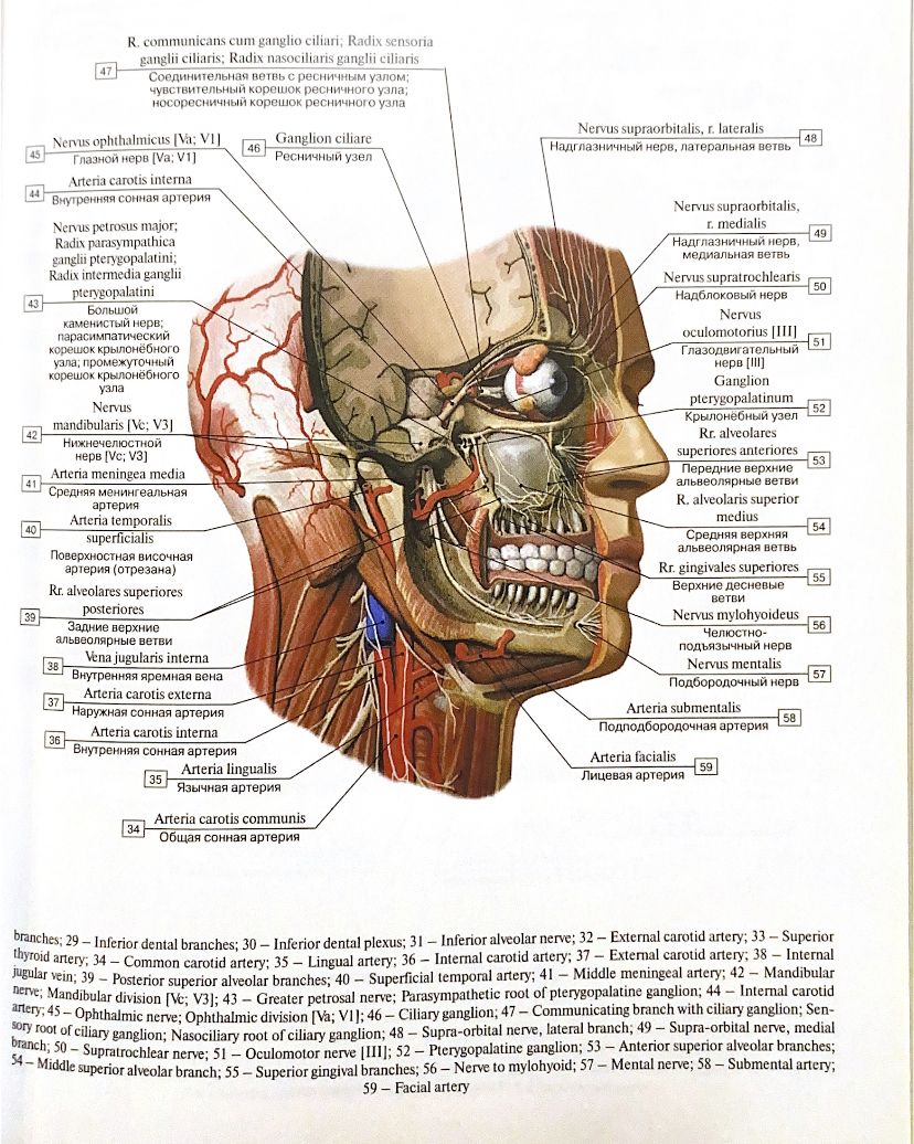 828x1036  Пин от пользователя David García Lázaro на доске анатомического атласа | Уроки биологии, Медицина, Анатомия человека