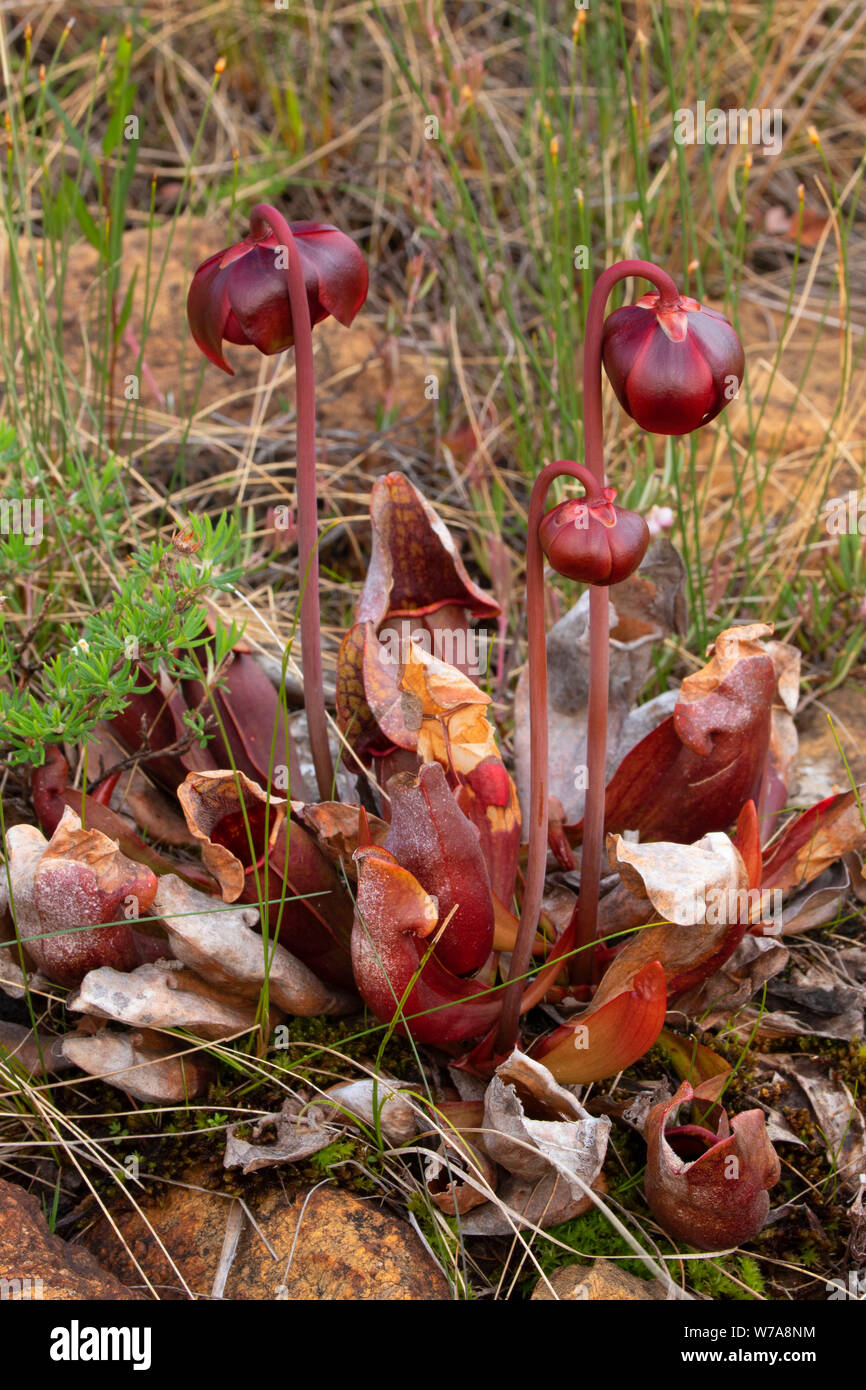 866x1390  Болотная черепаха: стоковые фотографии и изображения в высоком разрешении - Страница 2 - Alamy