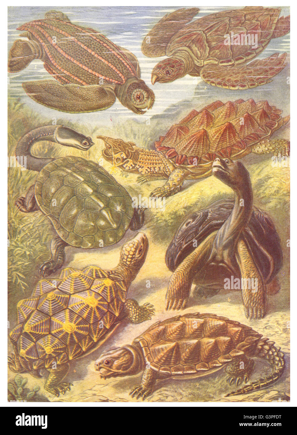 950x1390  Длинношеие черепахи: стоковые фотографии и изображения в высоком разрешении — Alamy