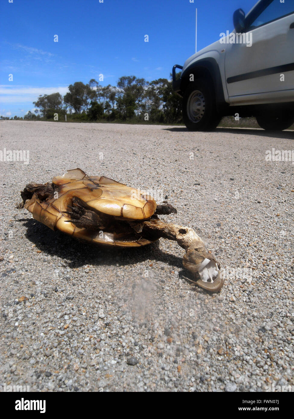 975x1390  Langhalsige schildkröten -Fotos und -Bildmaterial in hoher Auflösung – Alamy