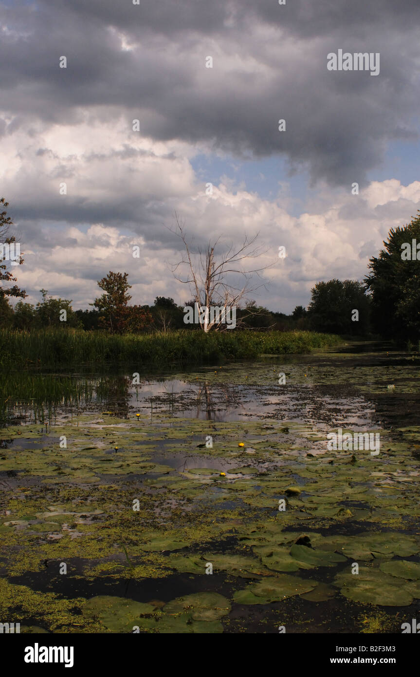 863x1390  Восточная грязевая черепаха: стоковые фотографии и изображения в высоком разрешении — Alamy