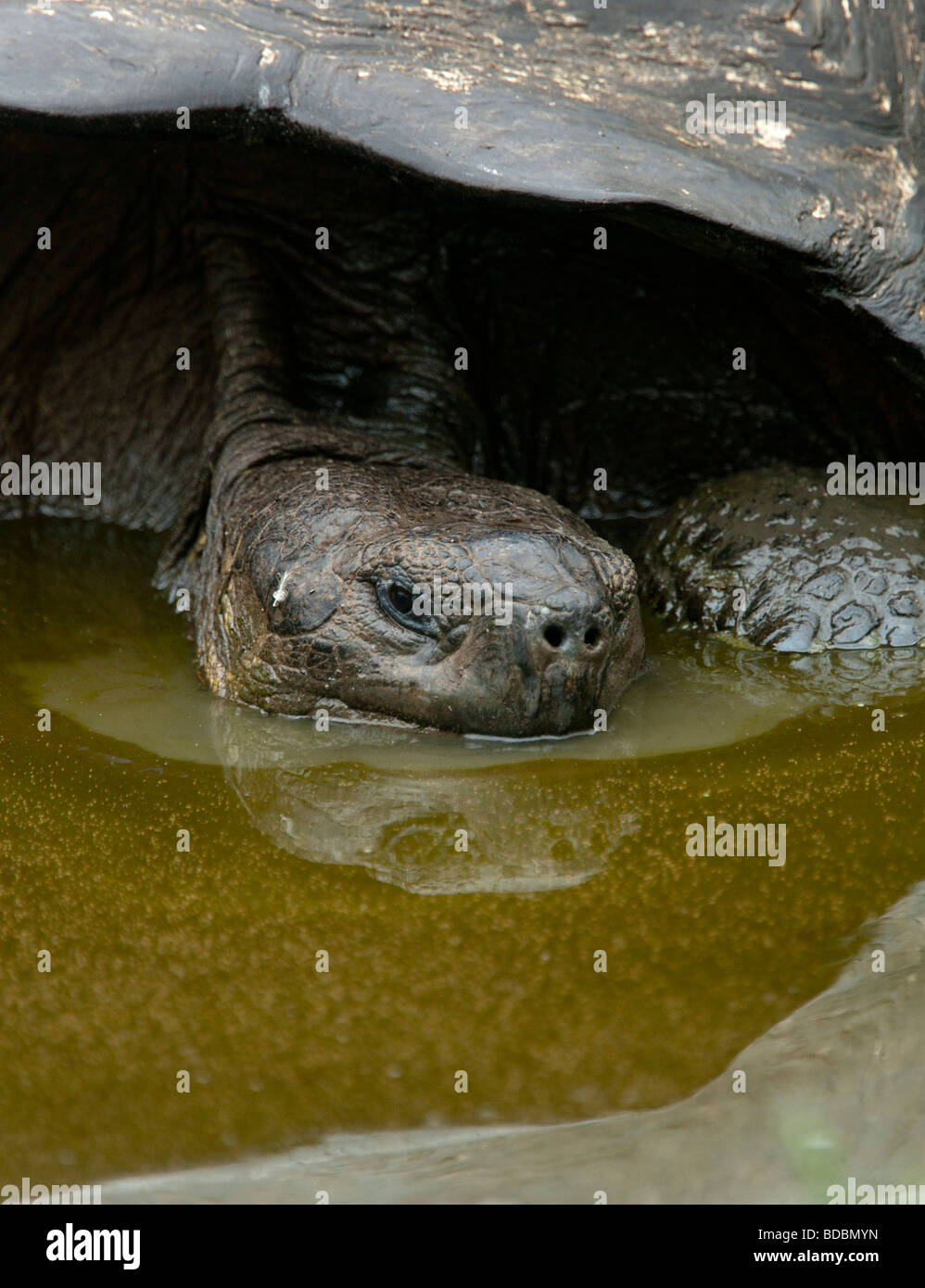 998x1390  Грязевые черепахи: стоковые фотографии и изображения в высоком разрешении - Страница 3 - Alamy