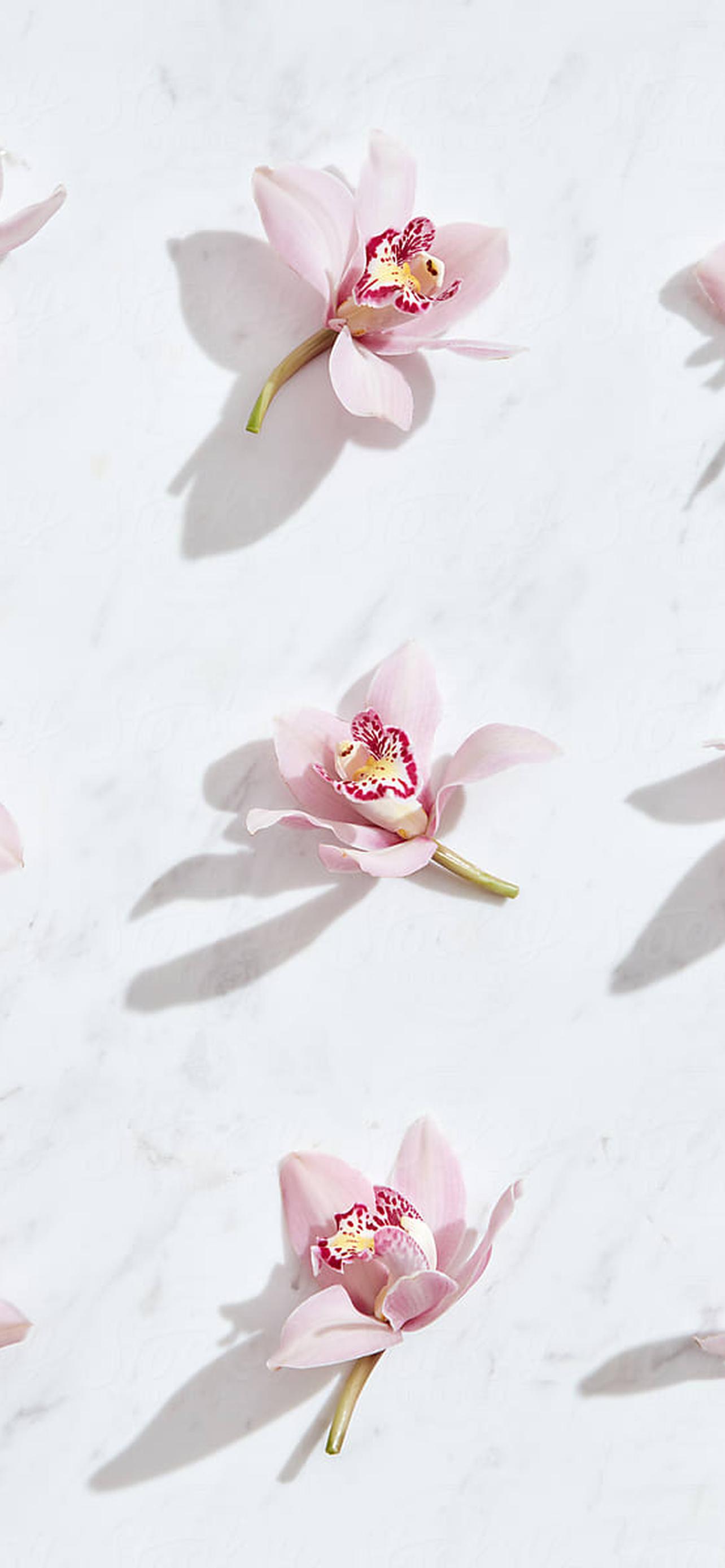 1284x2778  Нежно розового цвета обои на телефон [12+ изображений]