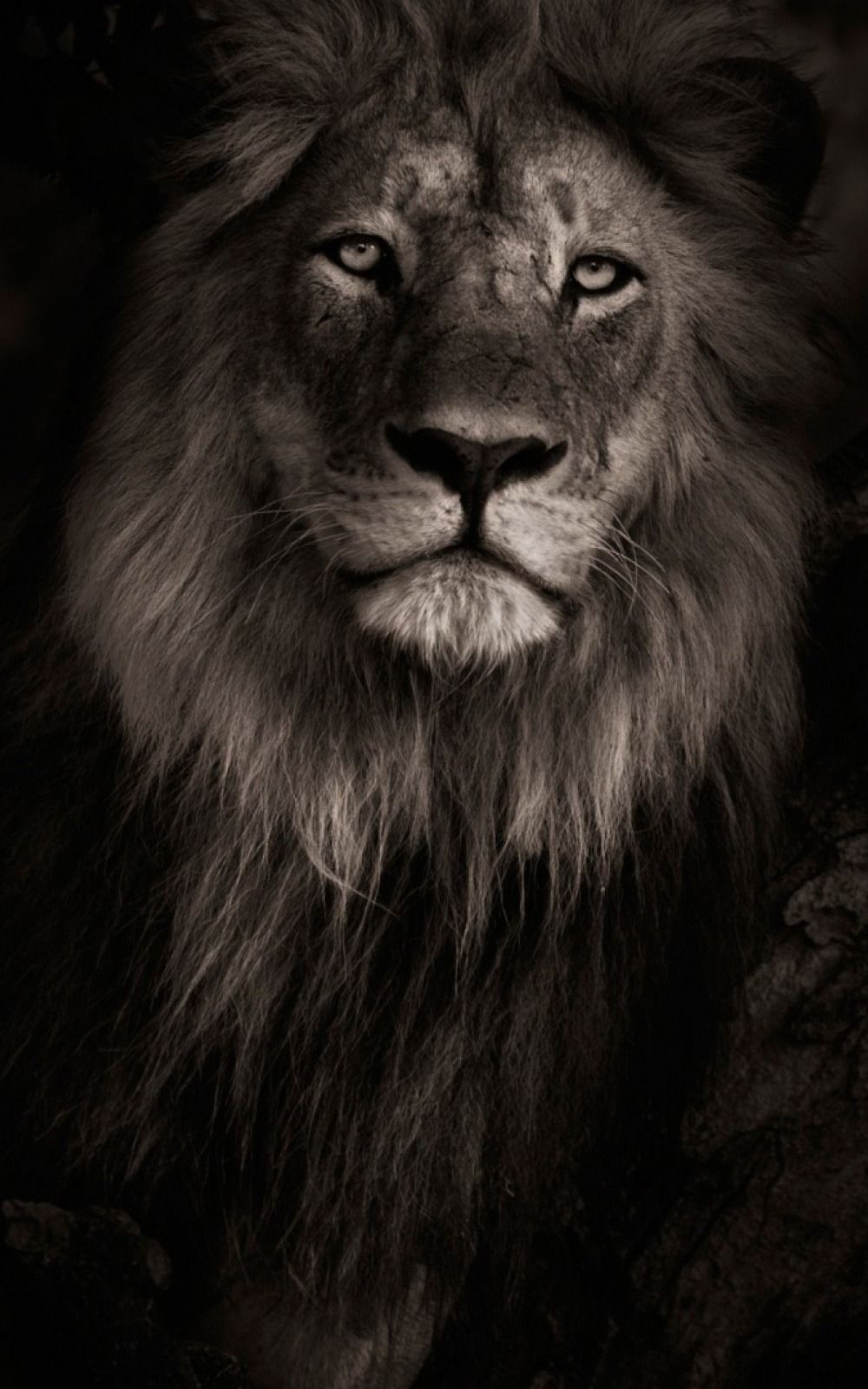 1000x1600  24+ Лев обои на телефон от vasilisa.voronov