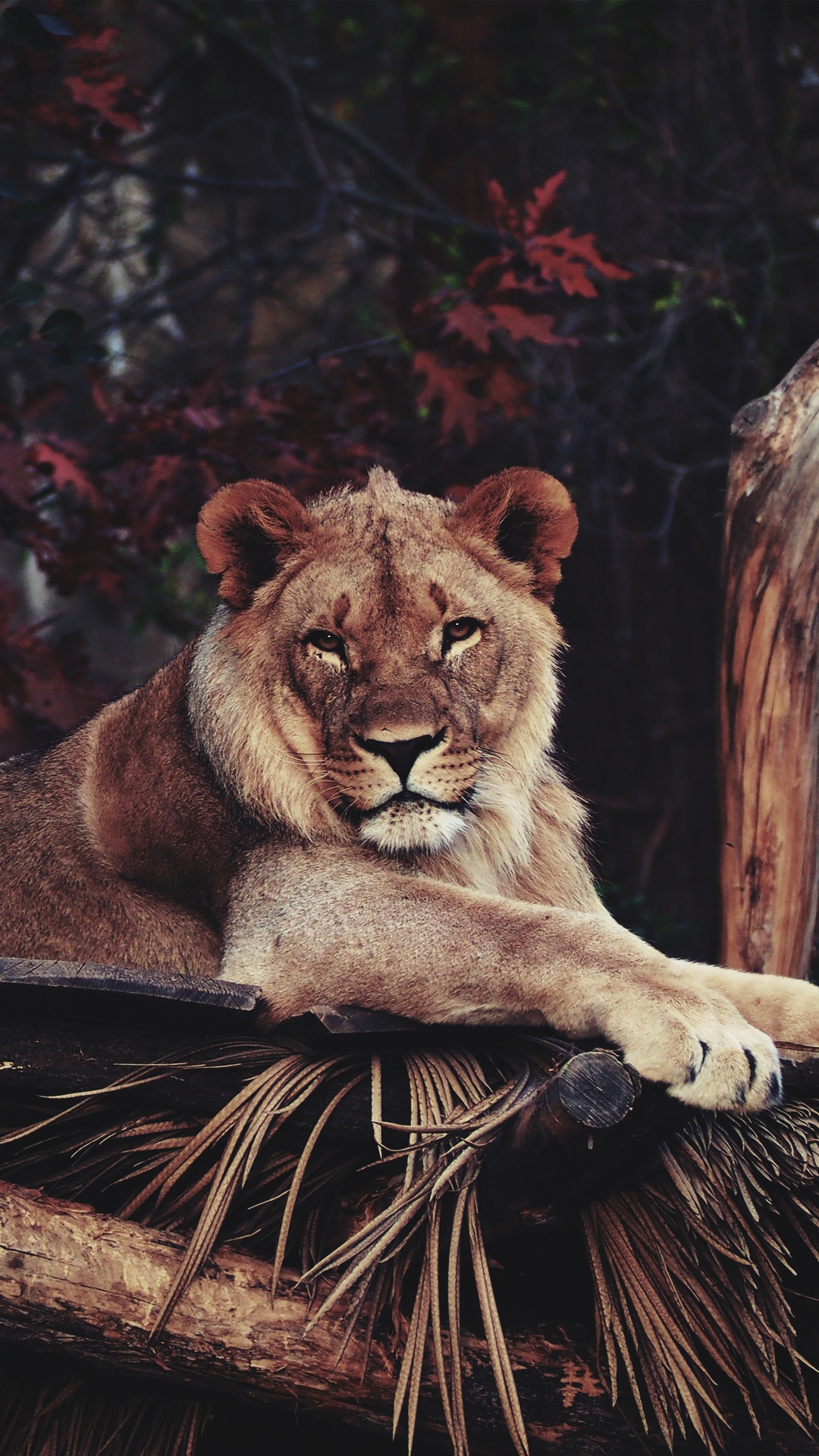 1080x1920  Лев обои для Андроид Full HD, лучшие 1080x1920 заставки на телефон | Akspic