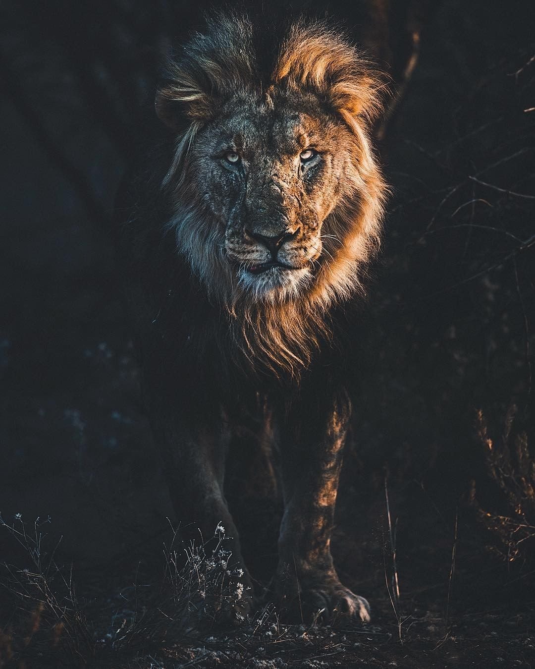 1080x1350  Лев картинка на обои - 65 фото