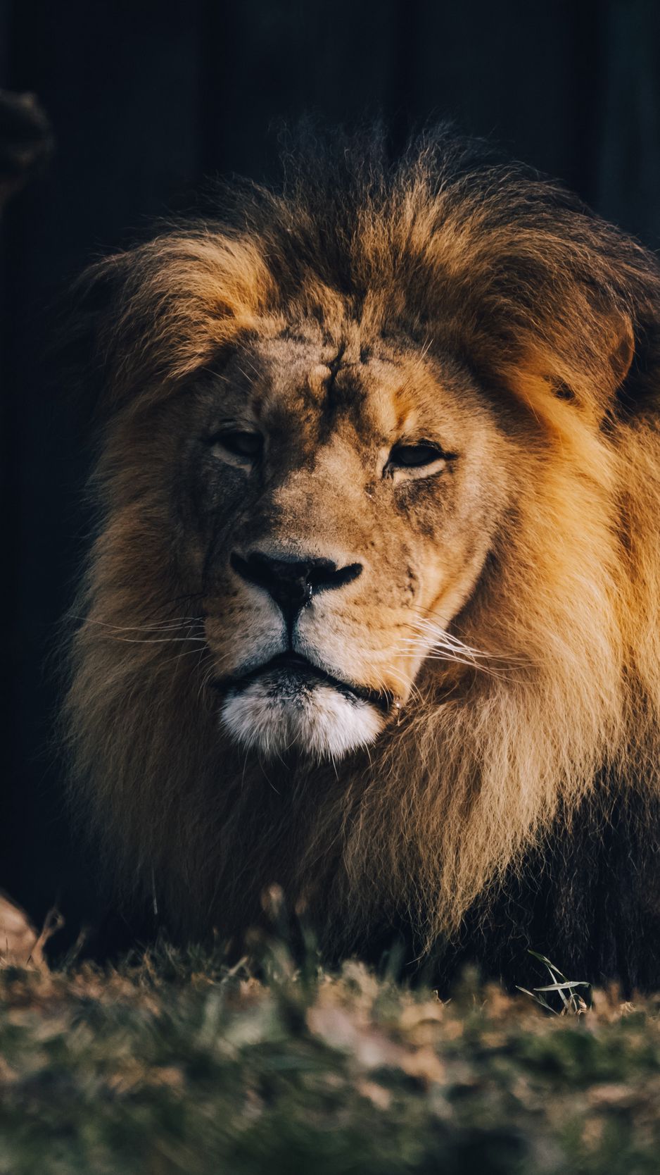 938x1668  Скачать 938x1668 лев, животное хищник, большая кошка, коричневый, дикий обои,  картинки iphone 8/7/6s/6 for parallax