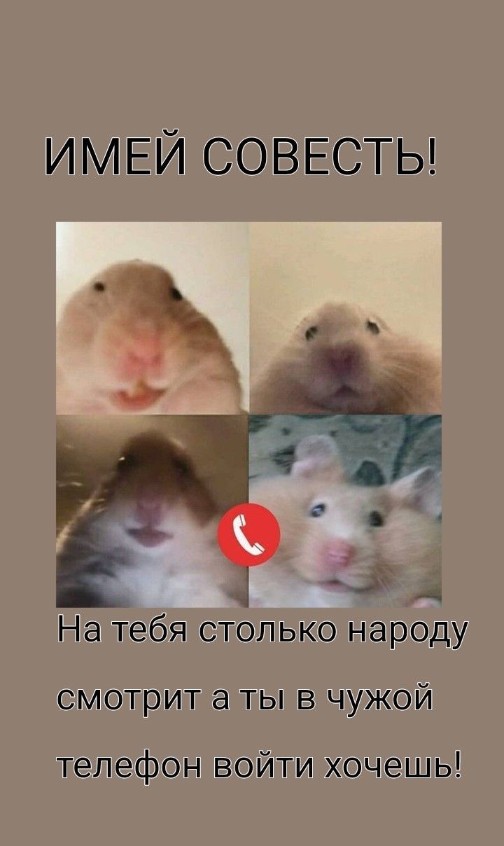 720x1208  Обои для телефона с хомяками в 2022 г | Дисней тема, Обои, Смешно | Дисней  тема, Домашние животные юмор, Смешные хомячки