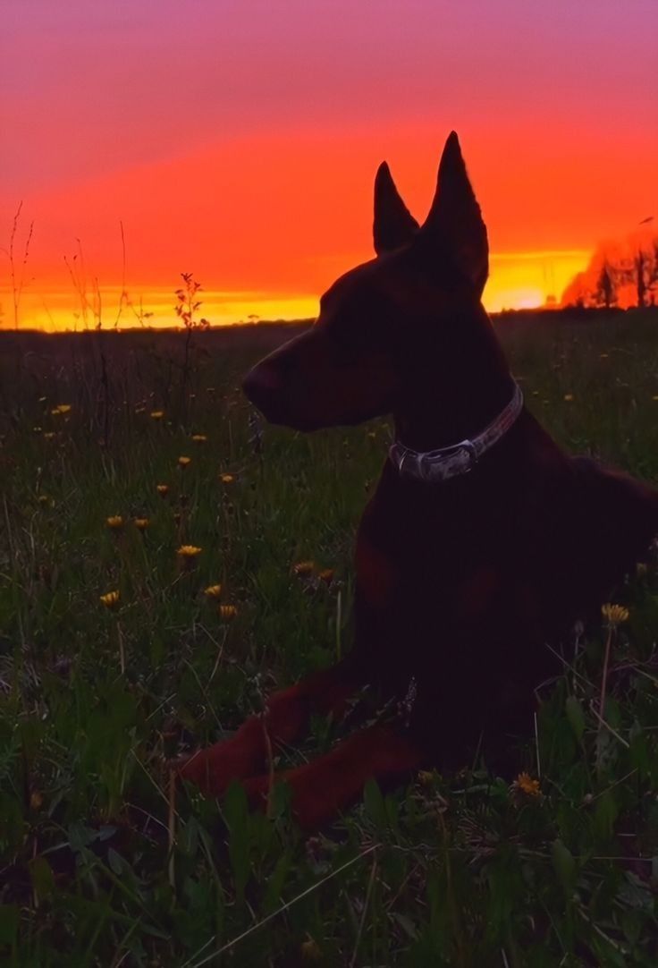 736x1082  Пин на доске Обои