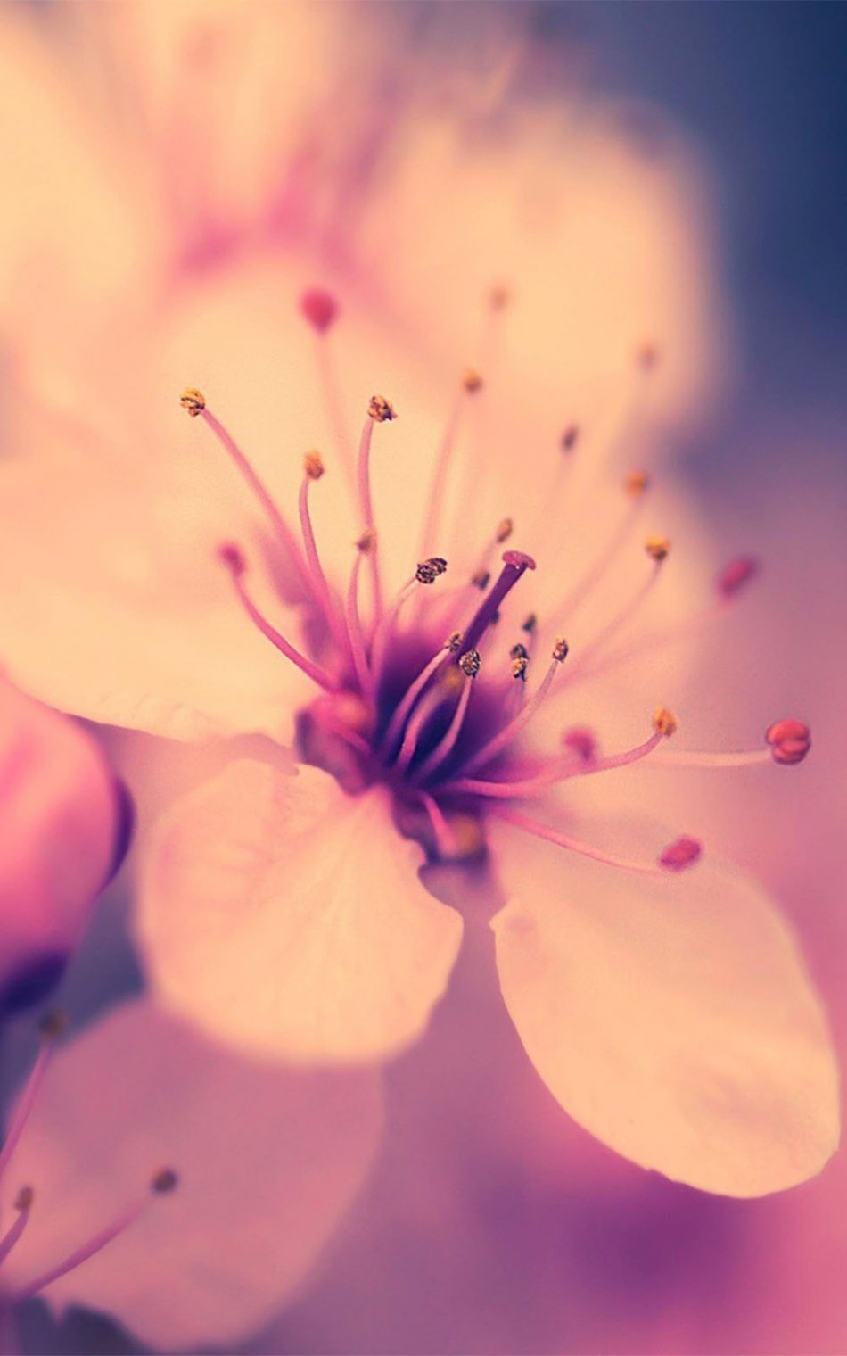 950x1520 Cherry Blossom 4K Ultra HD Mobile Wallpaper