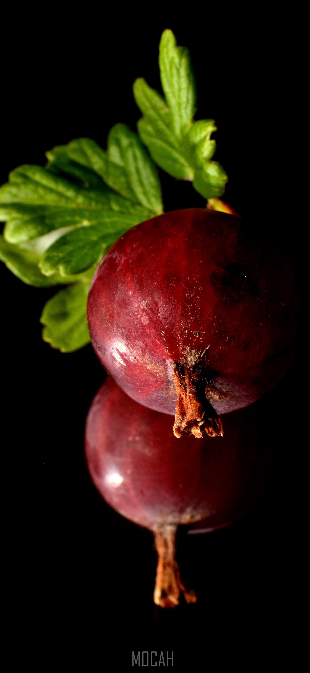 1080x2340  277559 крыжовник осенний сад HTC Desire 12+ wallpaper hd 720x1440 | Mocah.org 